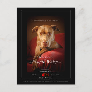 Chocolate Lab Pit Mix Dog Movie Poster Postcard