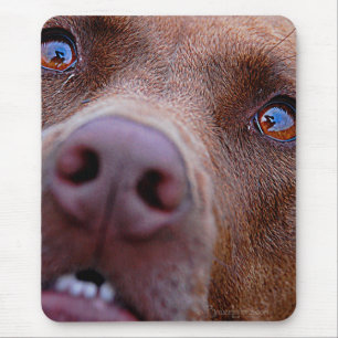 Chocolate Lab Pit Mix Dog Nose Mouse Pad