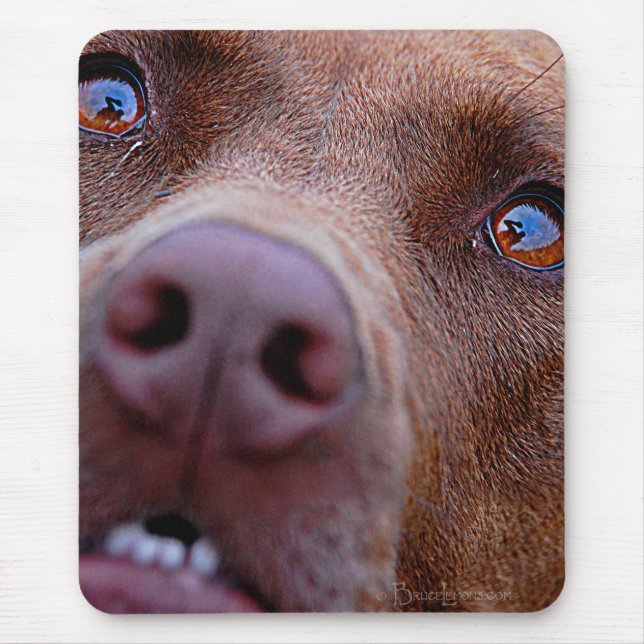 Chocolate Lab Pit Mix Dog Nose Mouse Pad (Front)