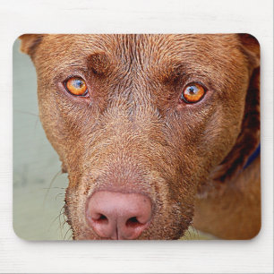 Chocolate Lab Pit Mix Dog Portrait 2 Mouse Pad