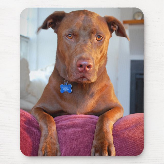Chocolate Lab Pit Mix Dog Portrait Mouse Pad (Front)