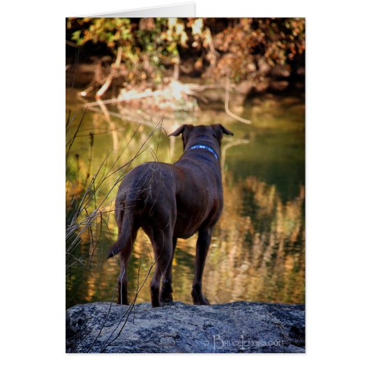 Chocolate Lab Pit Mix Dog Serene Cards (Front)