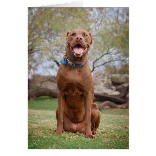 Chocolate Lab Pit Mix Dog Smiling 2 Cards (Front)