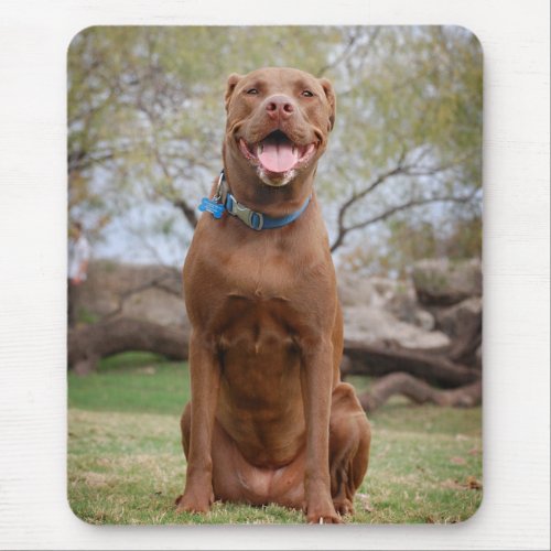Chocolate Lab Pit Mix Dog Smiling 2 Mouse Pad