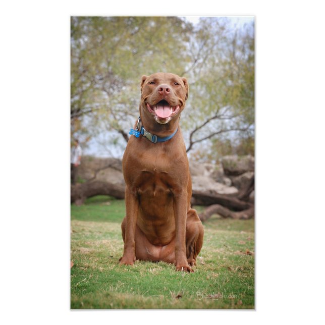 Chocolate Lab Pit Mix Dog Smiling 2 Photo Print (Front)
