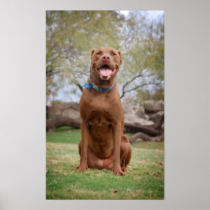 Chocolate Lab Pit Mix Dog Smiling 2 Poster