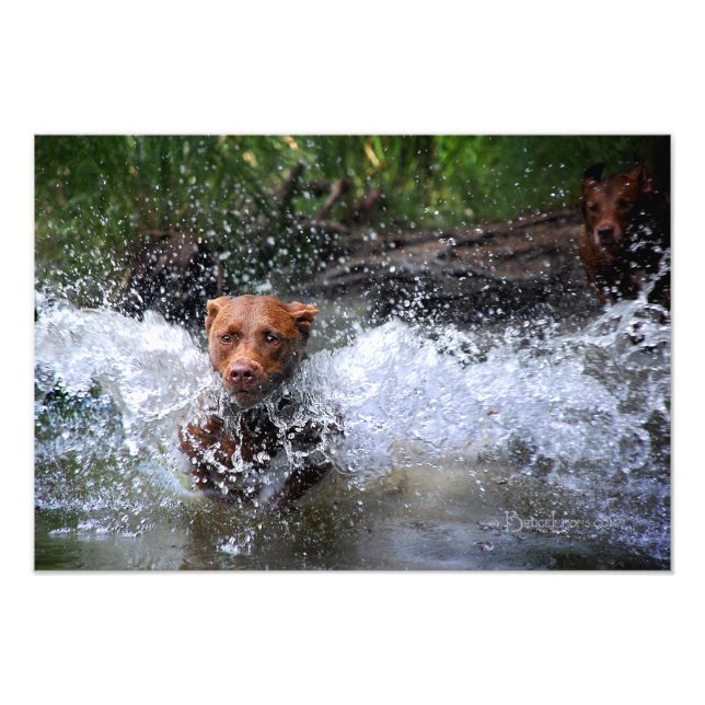 Chocolate Lab Pit Mix Dog Splashing 4 Photo Print (Front)