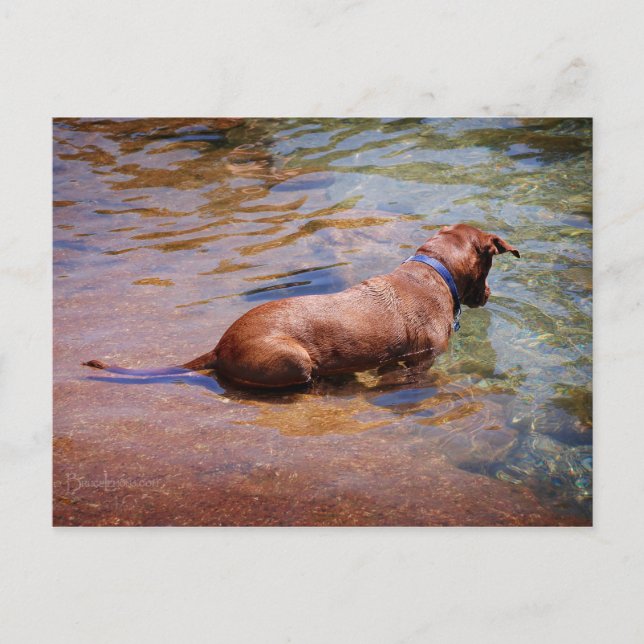 Chocolate Lab Pit Mix Dog Swimming 10 Postcard (Front)