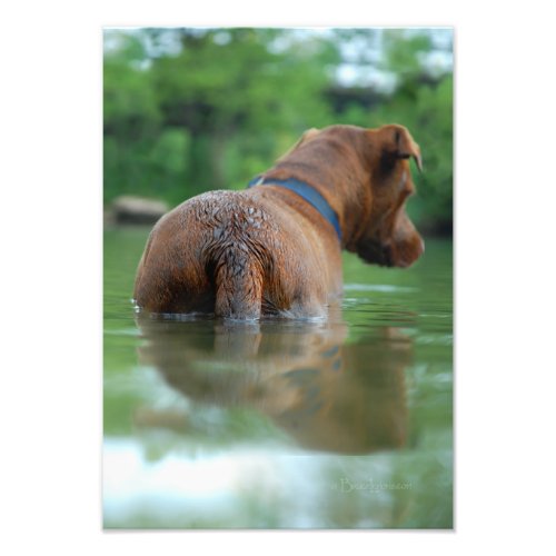 Chocolate Lab Pit Mix Dog Swimming 4 Photo Print