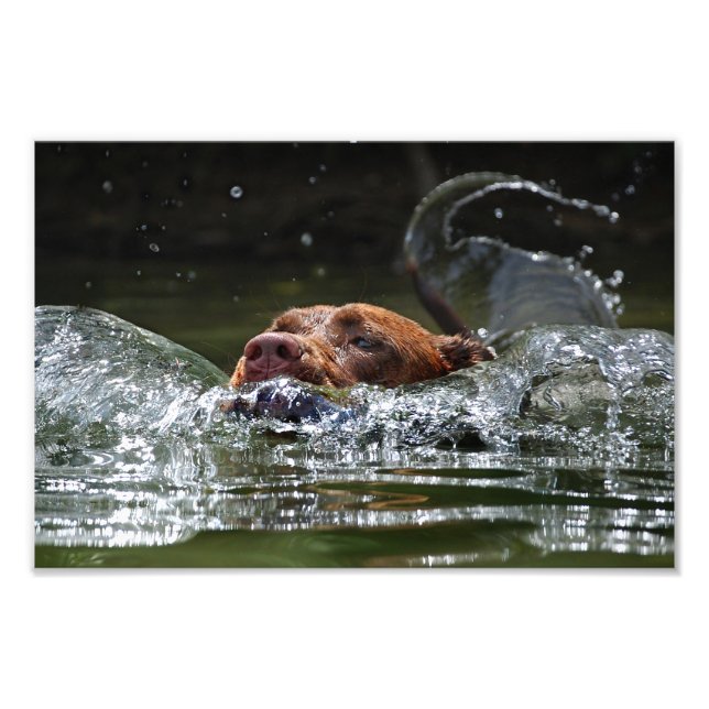 Chocolate Lab Pit Mix Dog Swimming 5 Photo Print (Front)