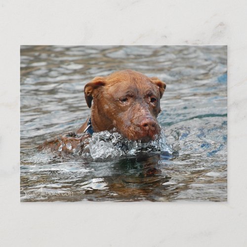 Chocolate Lab Pit Mix Dog Swimming 7 Postcard