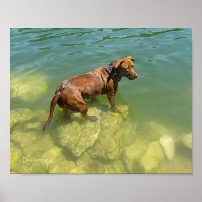 Chocolate Lab Pit Mix Dog Swimming Poster (Front)