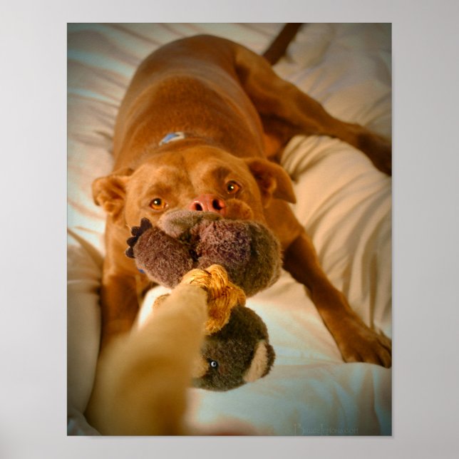 Chocolate Lab Pit Mix Dog Tugging Poster (Front)