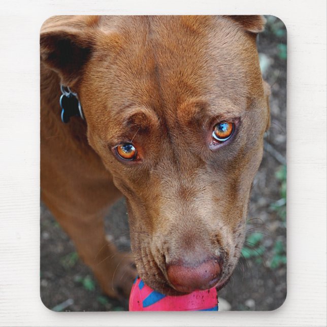Chocolate Lab Pit Mix Dog with Ball 2 Mouse Pad (Front)