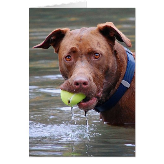 Chocolate Lab Pit Mix Dog With Ball Cards (Front)