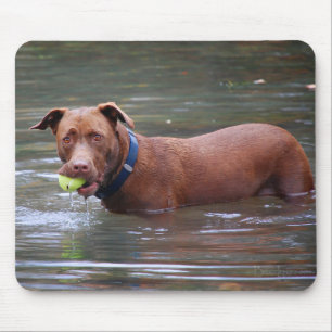 Chocolate Lab Pit Mix Dog With Ball Mouse Pad