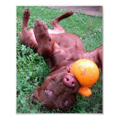 Chocolate Lab Pit Puppy Playing with Ball Photo Print