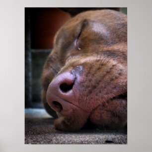 Chocolate Lab Pit Puppy Sleeping Poster
