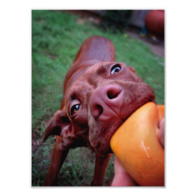 Chocolate Lab Pit Puppy Tugging Ball Photo Print (Front)