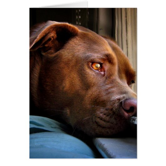 Chocolate Lab Pit Puppy Window Watching Cards (Front)