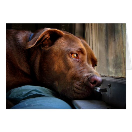 Chocolate Lab Pit Puppy Window Watching Cards (Front Horizontal)