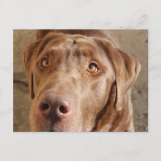 Chocolate Lab Postcard