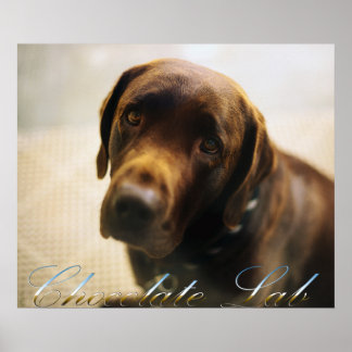 Chocolate Labrador Posters | Zazzle