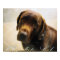Chocolate Lab Posters