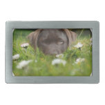 Chocolate Lab Pup Belt Buckle