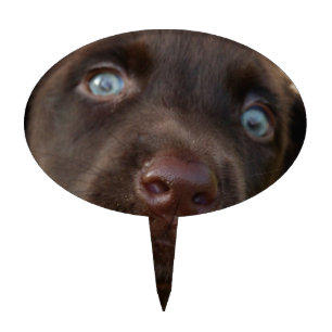 Chocolate lab pup cake topper