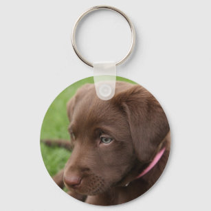 Chocolate Lab Pup Keychain