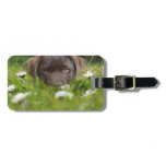 Chocolate Lab Pup Luggage Tag