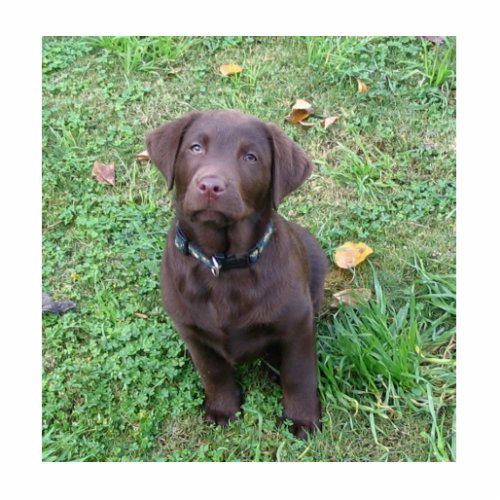 chocolate lab puppng statuette