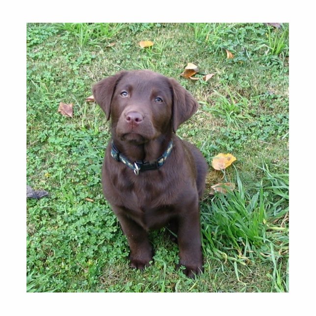 chocolate lab pup.png statuette (Front)