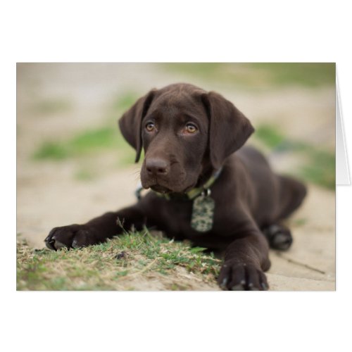 Chocolate Lab Puppy