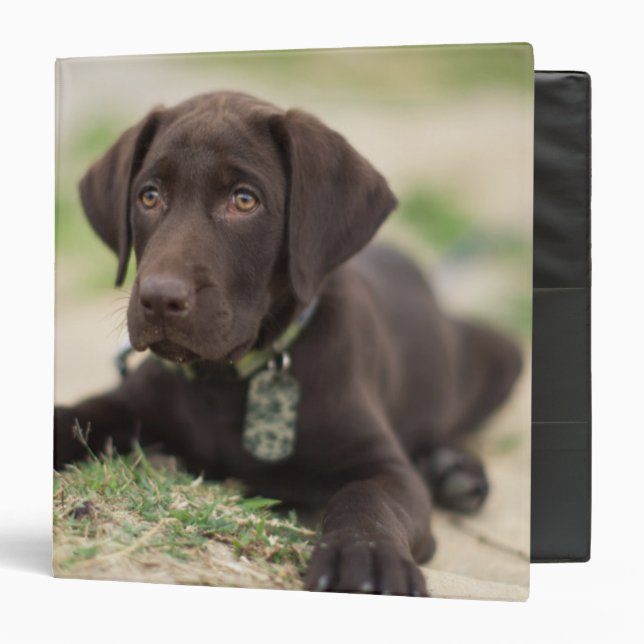 Chocolate Lab Puppy 3 Ring Binder (Front/Inside)