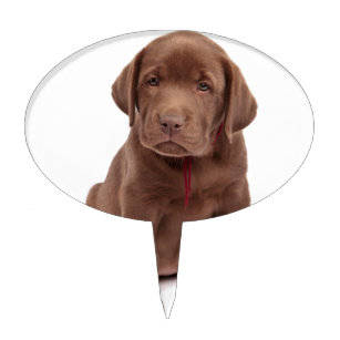 chocolate labrador cake