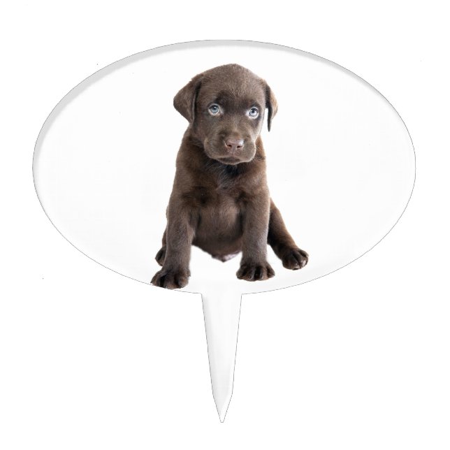 Chocolate Lab Puppy Cake Topper (Front)