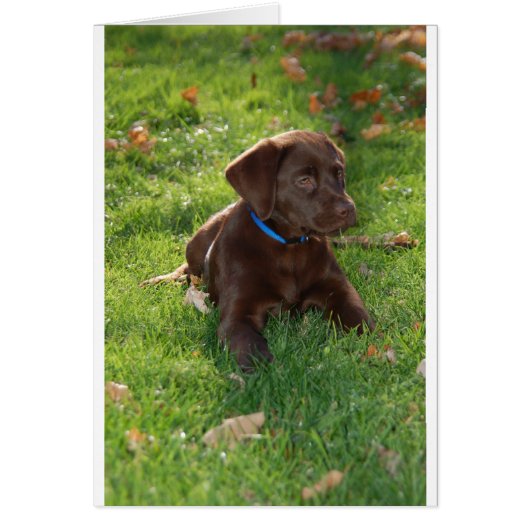 Chocolate Lab Puppy Cards (Front)