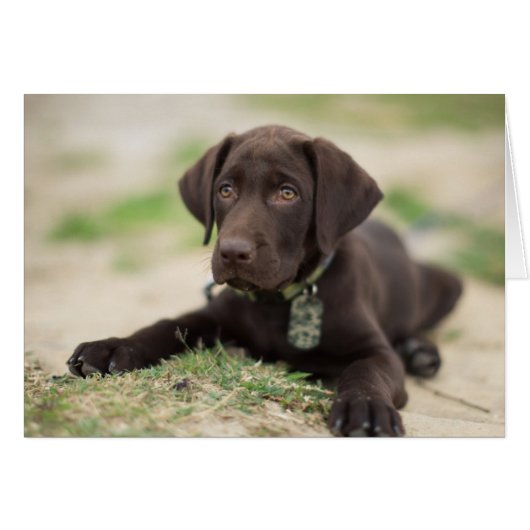 Chocolate Lab Puppy Cards (Front Horizontal)