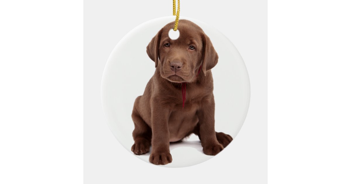 Chocolate Lab Puppy Ceramic Ornament Zazzle