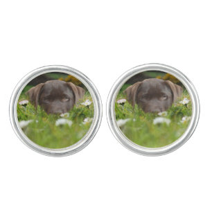 Chocolate Lab Puppy Cufflinks