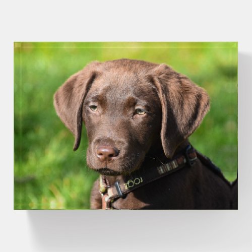 Chocolate Lab Puppy Dog Paperweight
