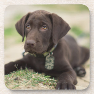 Chocolate Lab Puppy Drink Coaster