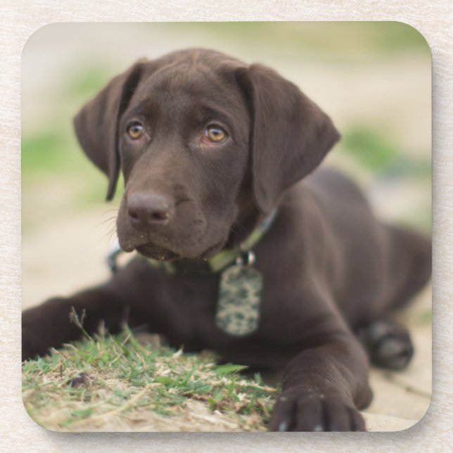 Chocolate Lab Puppy Drink Coaster (Front)