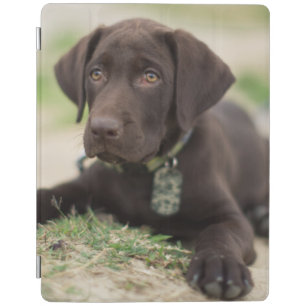 Chocolate Lab Puppy iPad Smart Cover