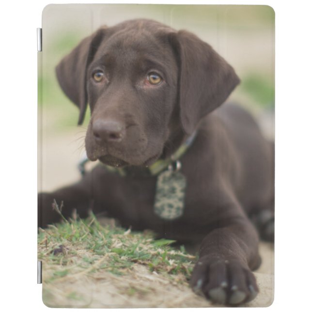 Chocolate Lab Puppy iPad Smart Cover (Front)
