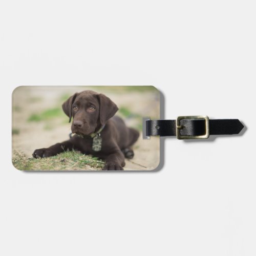 Chocolate Lab Puppy Luggage Tag