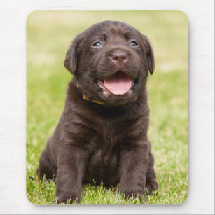 Chocolate Lab Puppy Mouse Pad