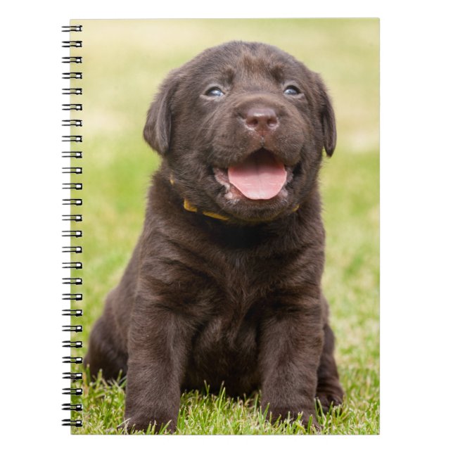 Chocolate Lab Puppy Notebook (Front)